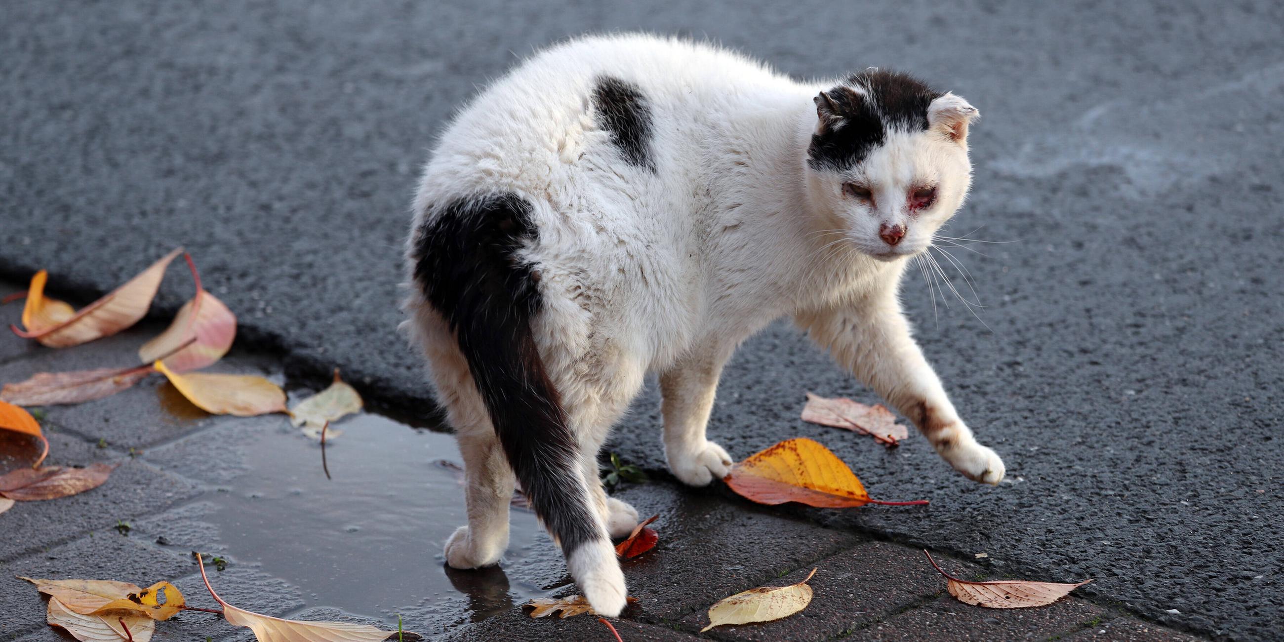 Eine Straßenkatze mit Bindehautentzündung schaut aus roten Augen hervor