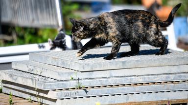 Eine Straßenkatze klettert über Gitter, die aufeinandergestapelt sind.