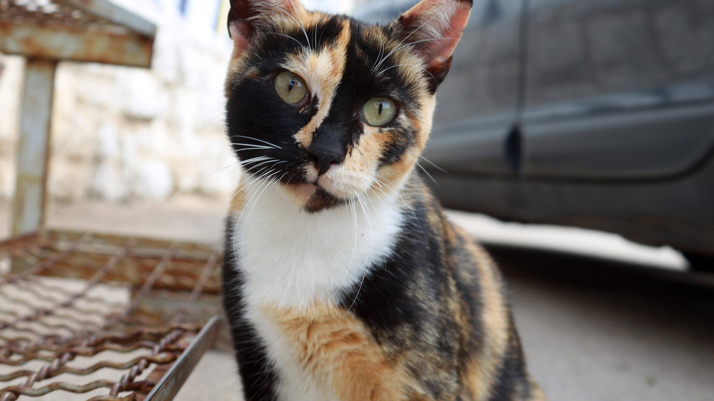 straßenkatze bildergalerie 2