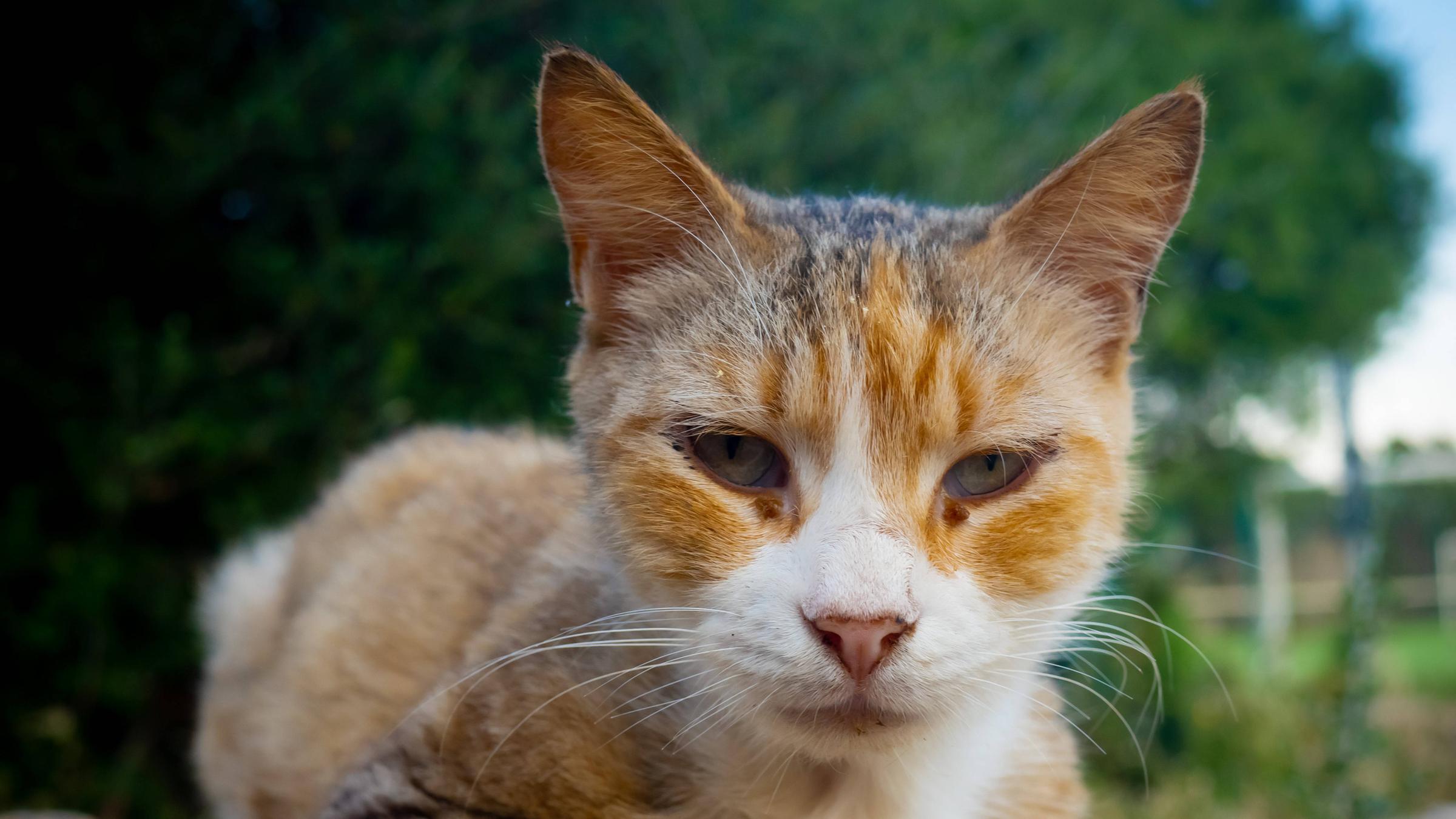 straßenkatze bildergalerie 2