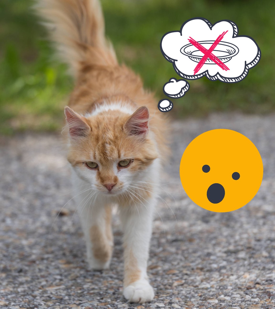 Straßenkatze mit Denkblase, in der ein Futternapf durchgestrichen ist