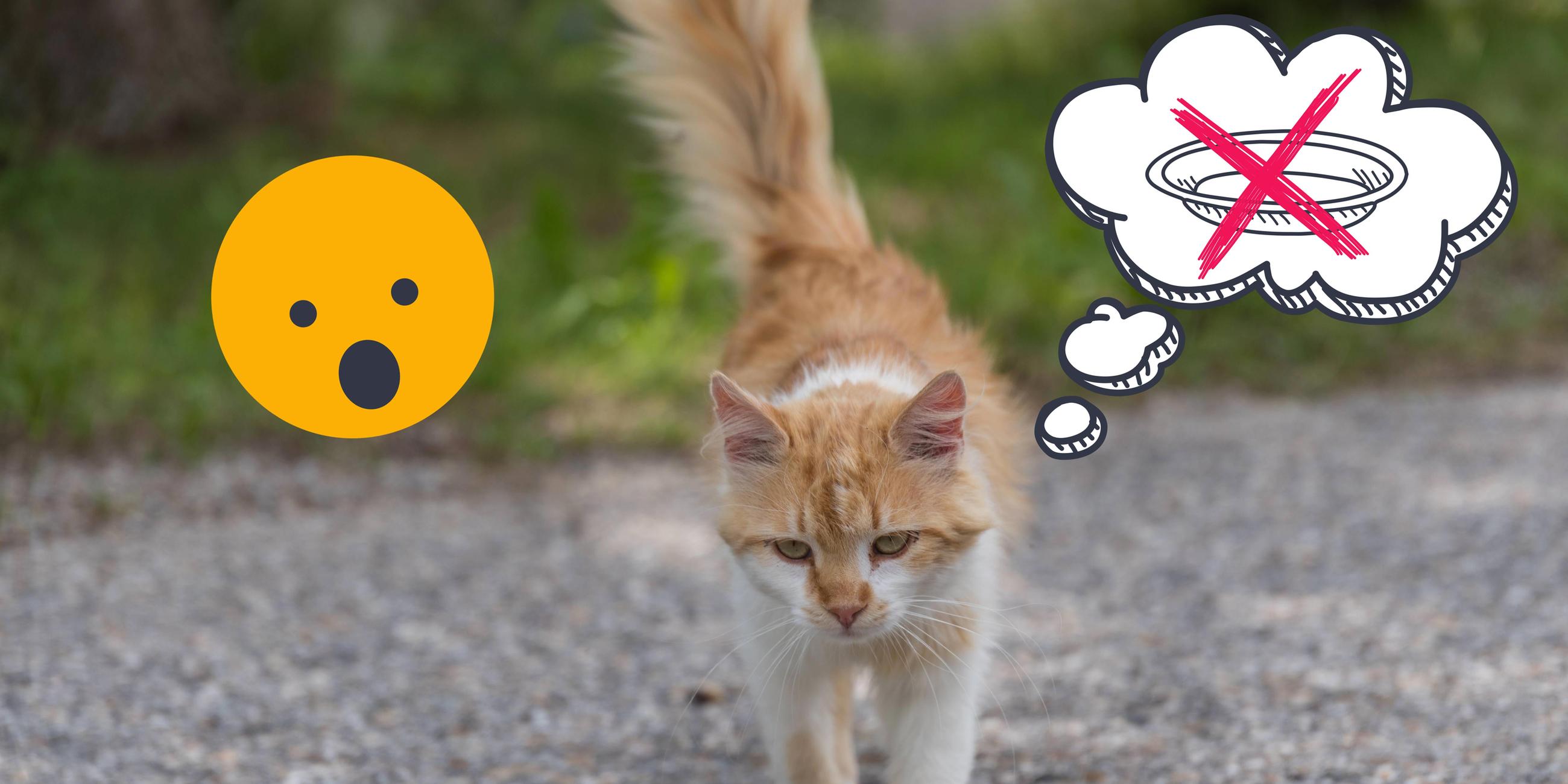 Straßenkatze mit Denkblase, in der ein Futternapf durchgestrichen ist
