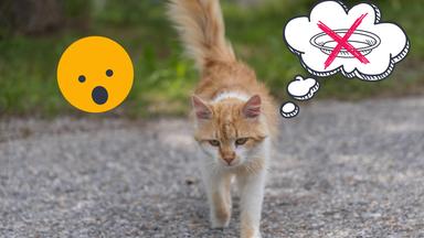 Straßenkatze mit Denkblase, in der ein Futternapf durchgestrichen ist