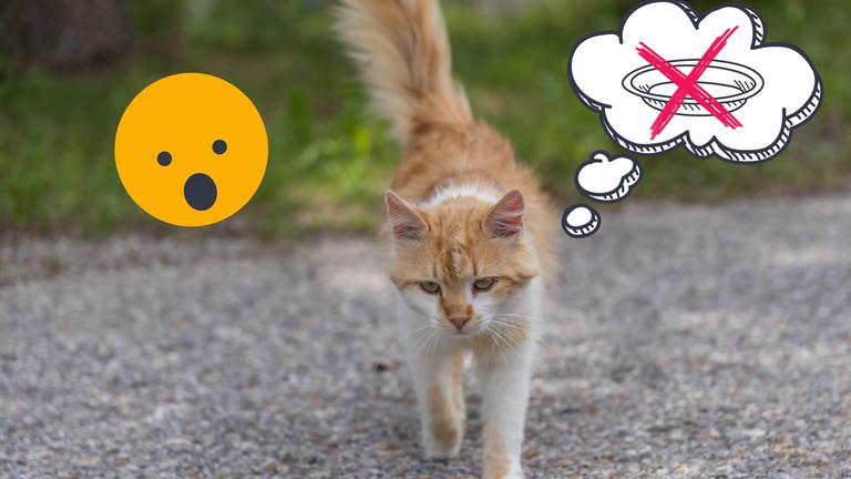 Straßenkatze mit Denkblase, in der ein Futternapf durchgestrichen ist