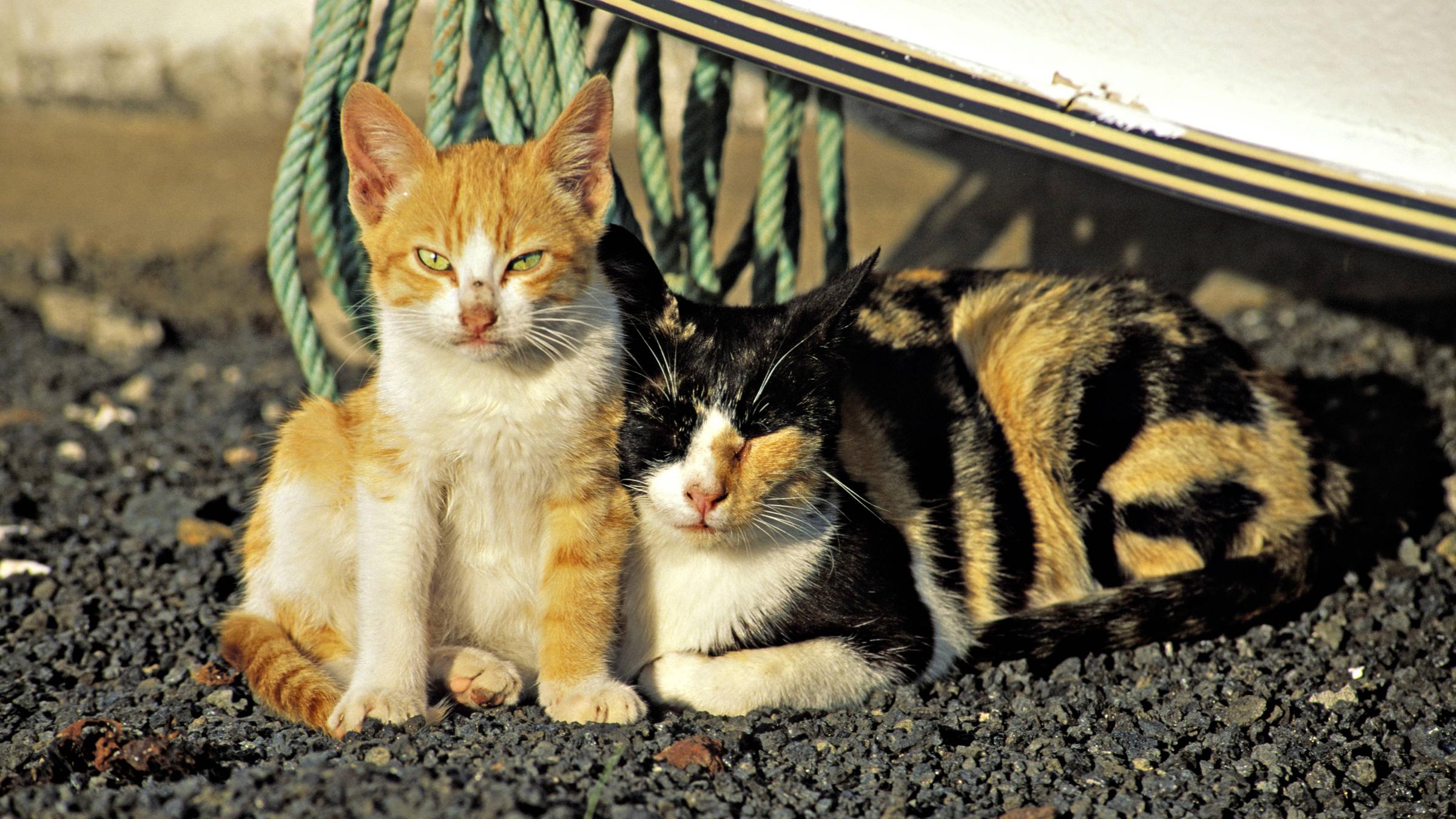 Hilfe für Straßenkatzen