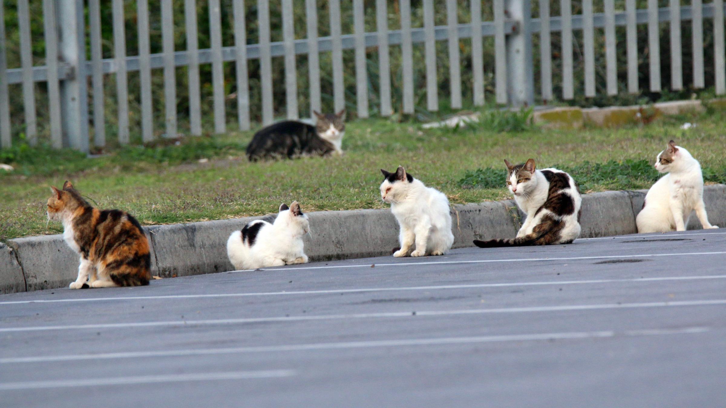 Hilfe für Straßenkatzen