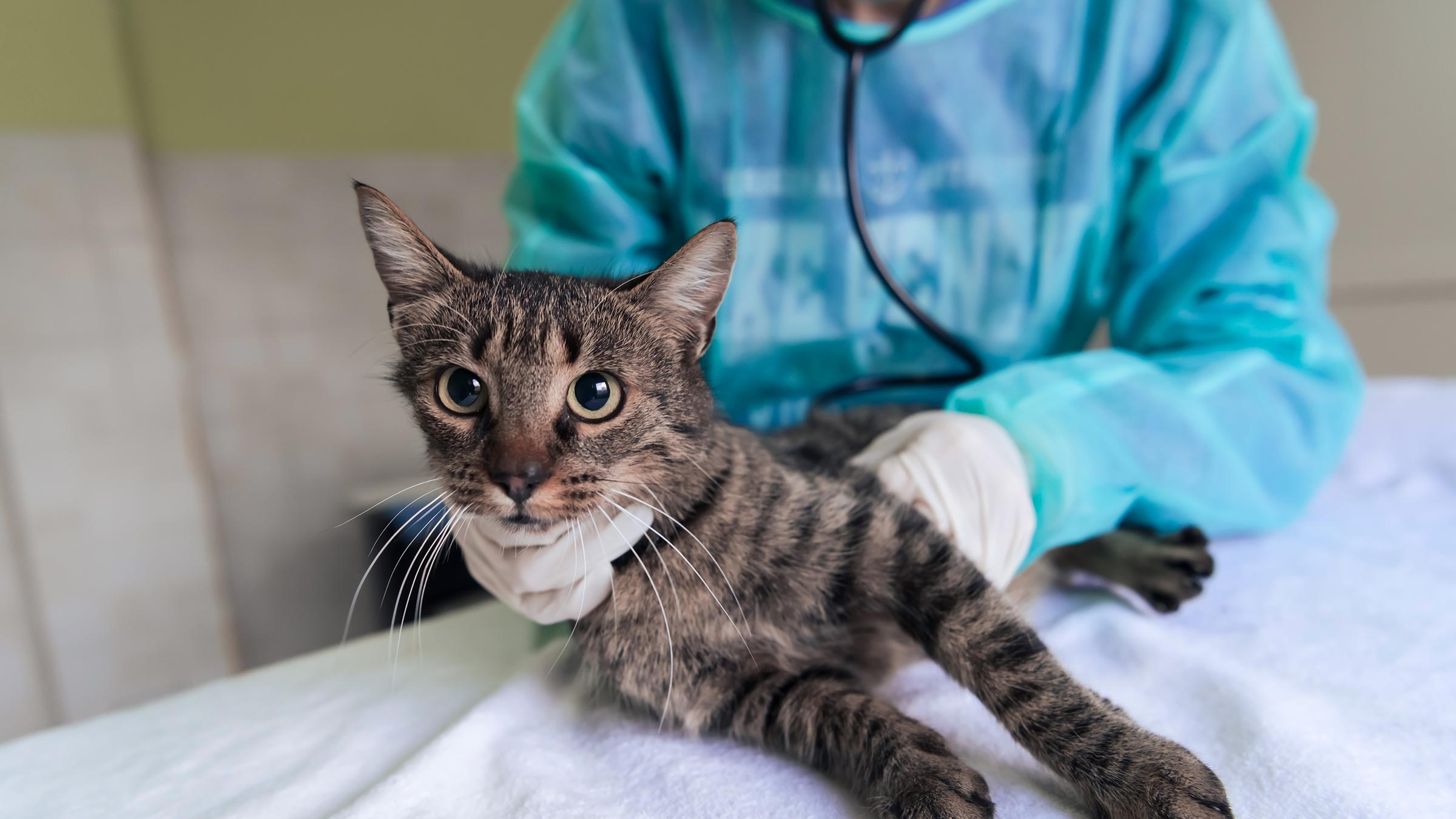 Hilfe für Straßenkatzen