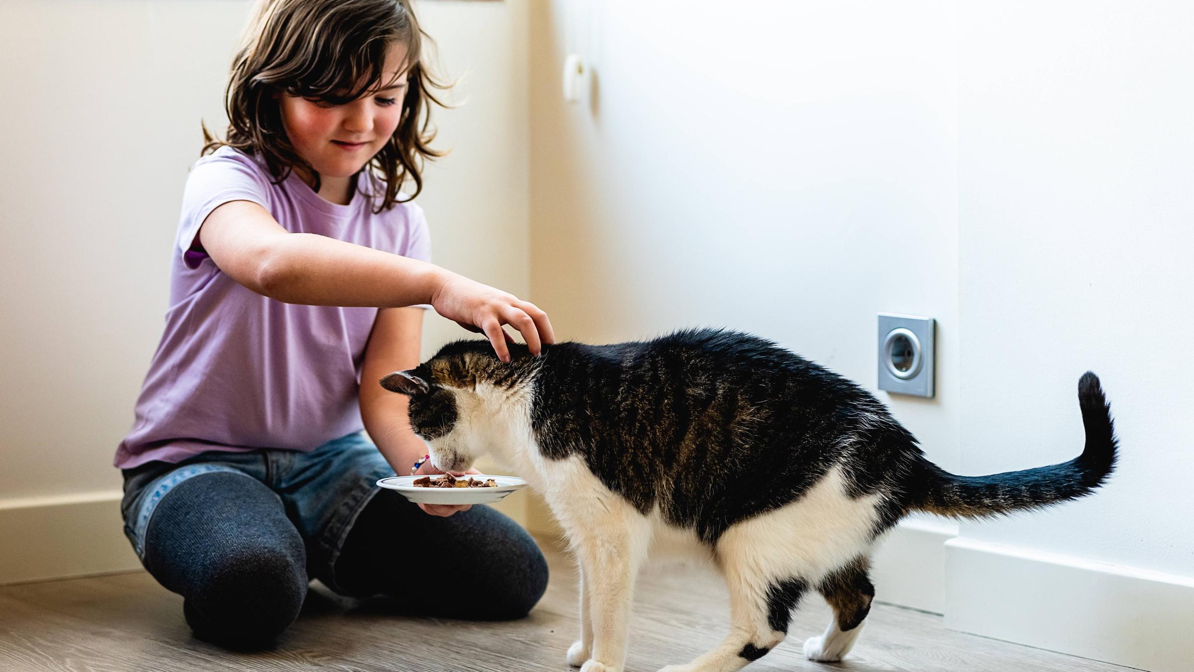 Hilfe für Straßenkatzen
