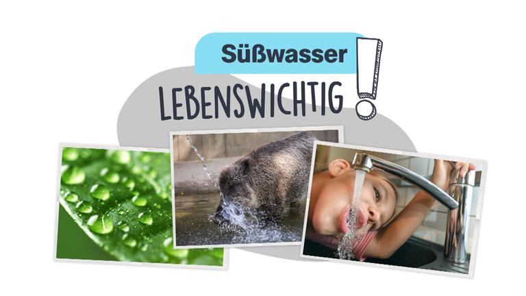 Süßwasser-Symbolbild mit Schriftzug "Lebenswichtig!"