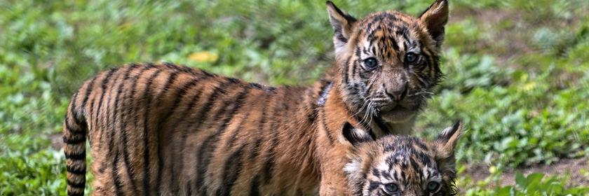 Zwei Sumatra-Tigerbabys schauen in die Kamera. 