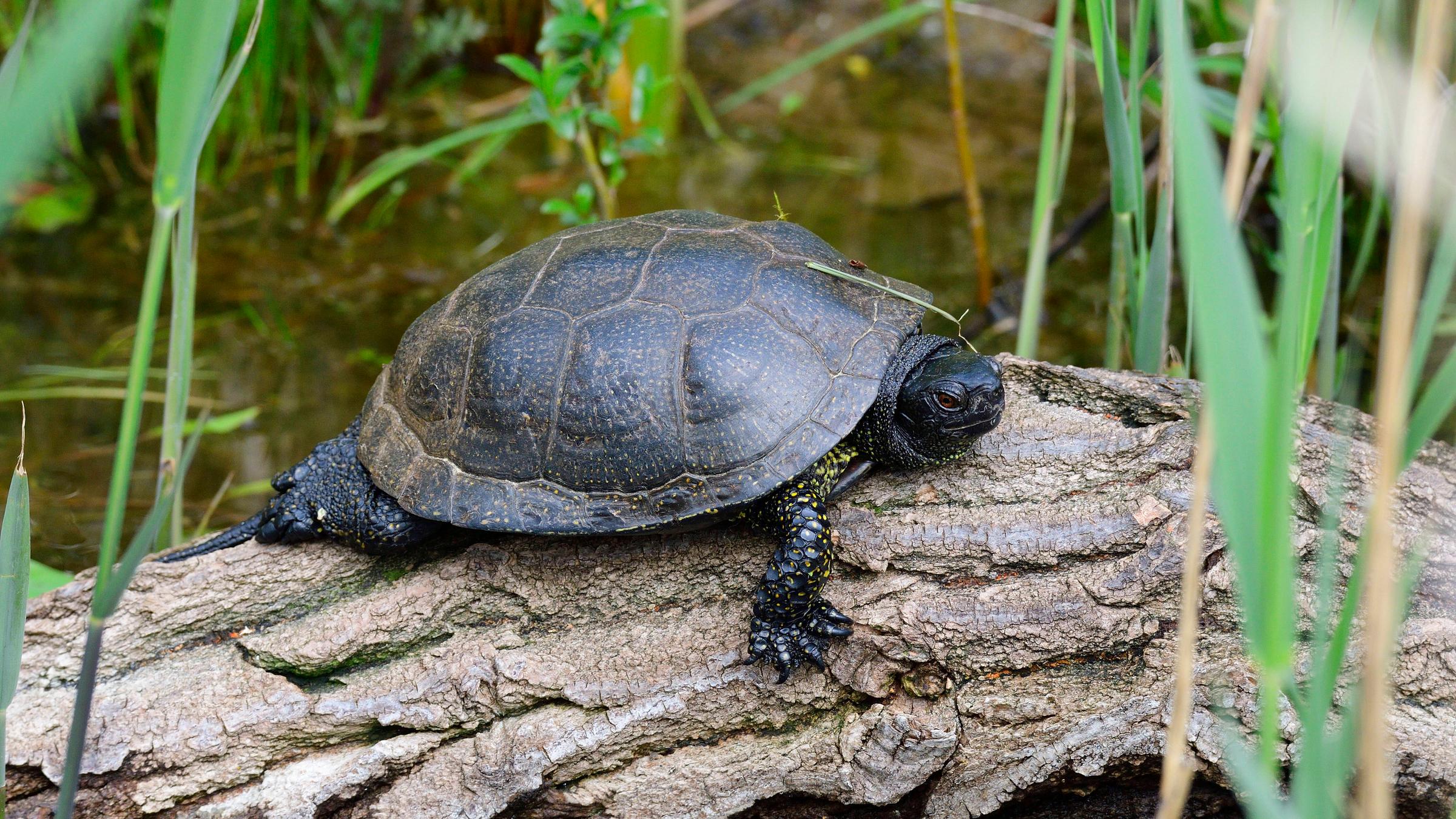 Eine europäische Sumpfschildkröte liegt auf einem Baumstamm in einem Sumpfgebiet