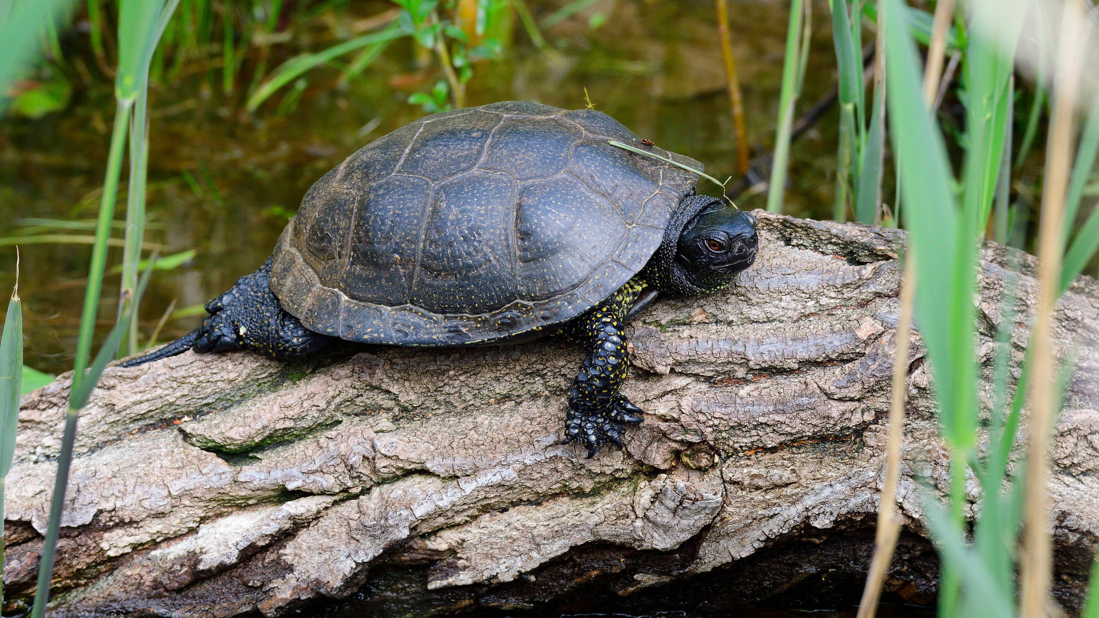 Eine europäische Sumpfschildkröte liegt auf einem Baumstamm in einem Sumpfgebiet