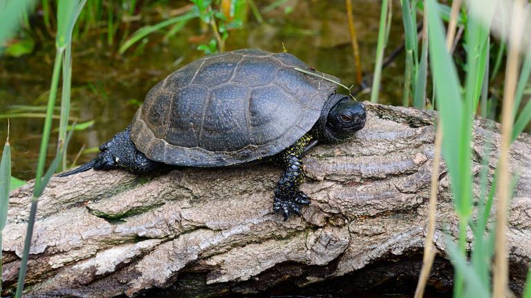 Eine europäische Sumpfschildkröte liegt auf einem Baumstamm in einem Sumpfgebiet