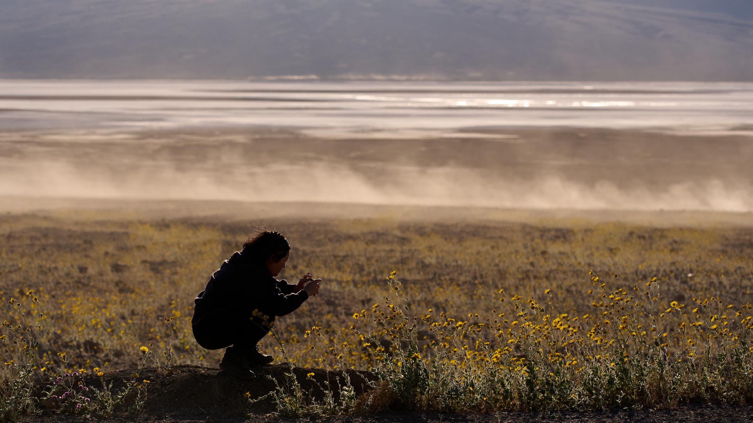 Blumen in der Wüste des Death Valley