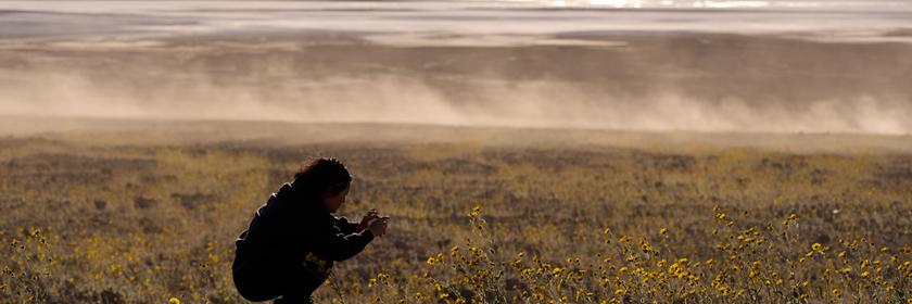 Blumen in der Wüste des Death Valley