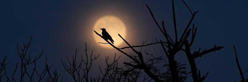 Ein Supermond, der letzte Vollmond des Jahres, steigt in den Himmel.