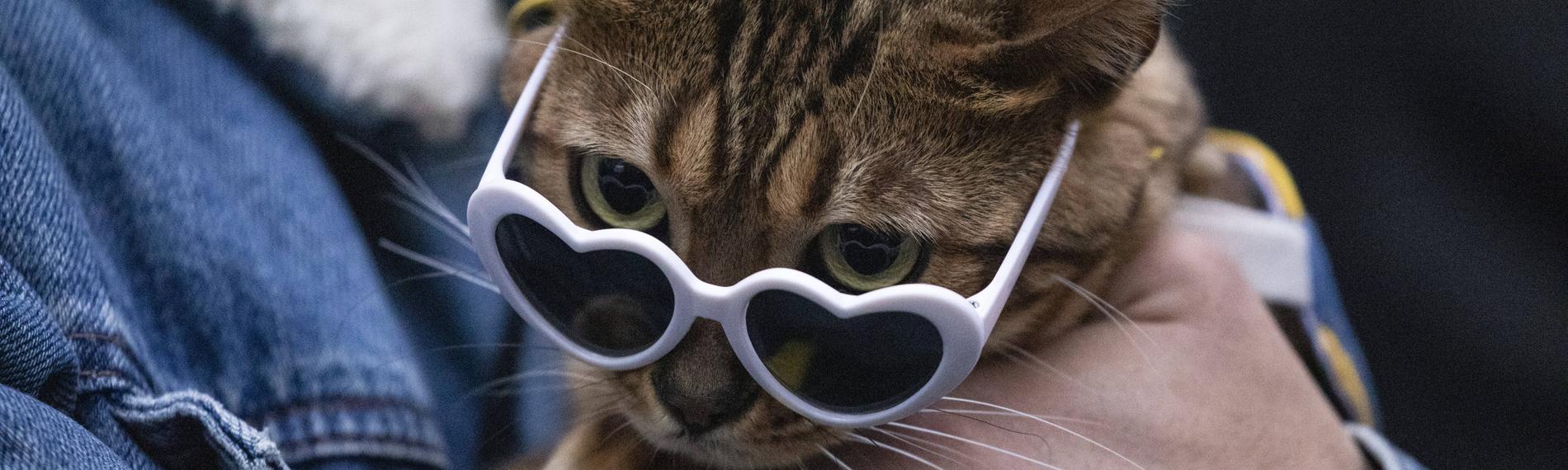Eine getigerte Katze sitzt auf dem Arm ihres Herrchens. Sie trägt eine weiße Sonnenbrille mit Gläsern in Form eines Herzens.