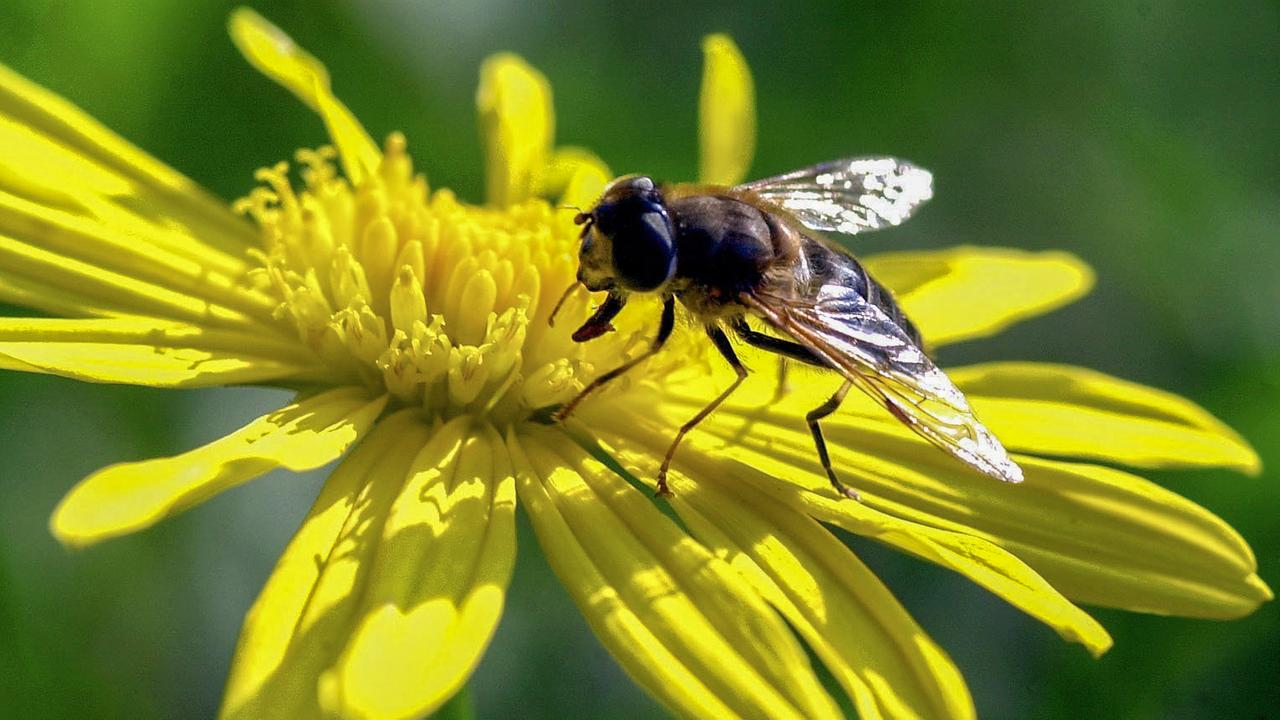 Schwebfliege sitzt auf einer Herbstaster