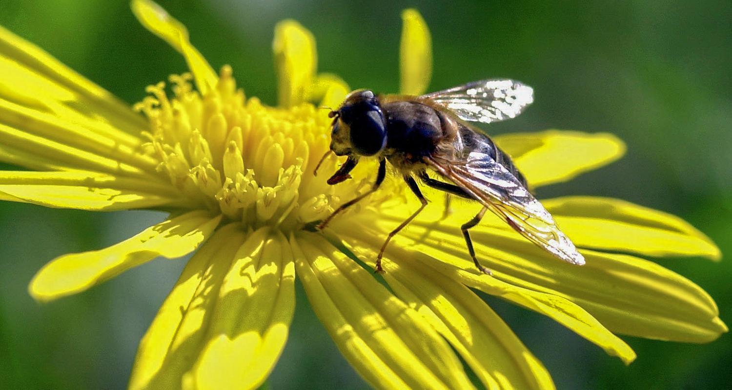 Schwebfliege sitzt auf einer Herbstaster