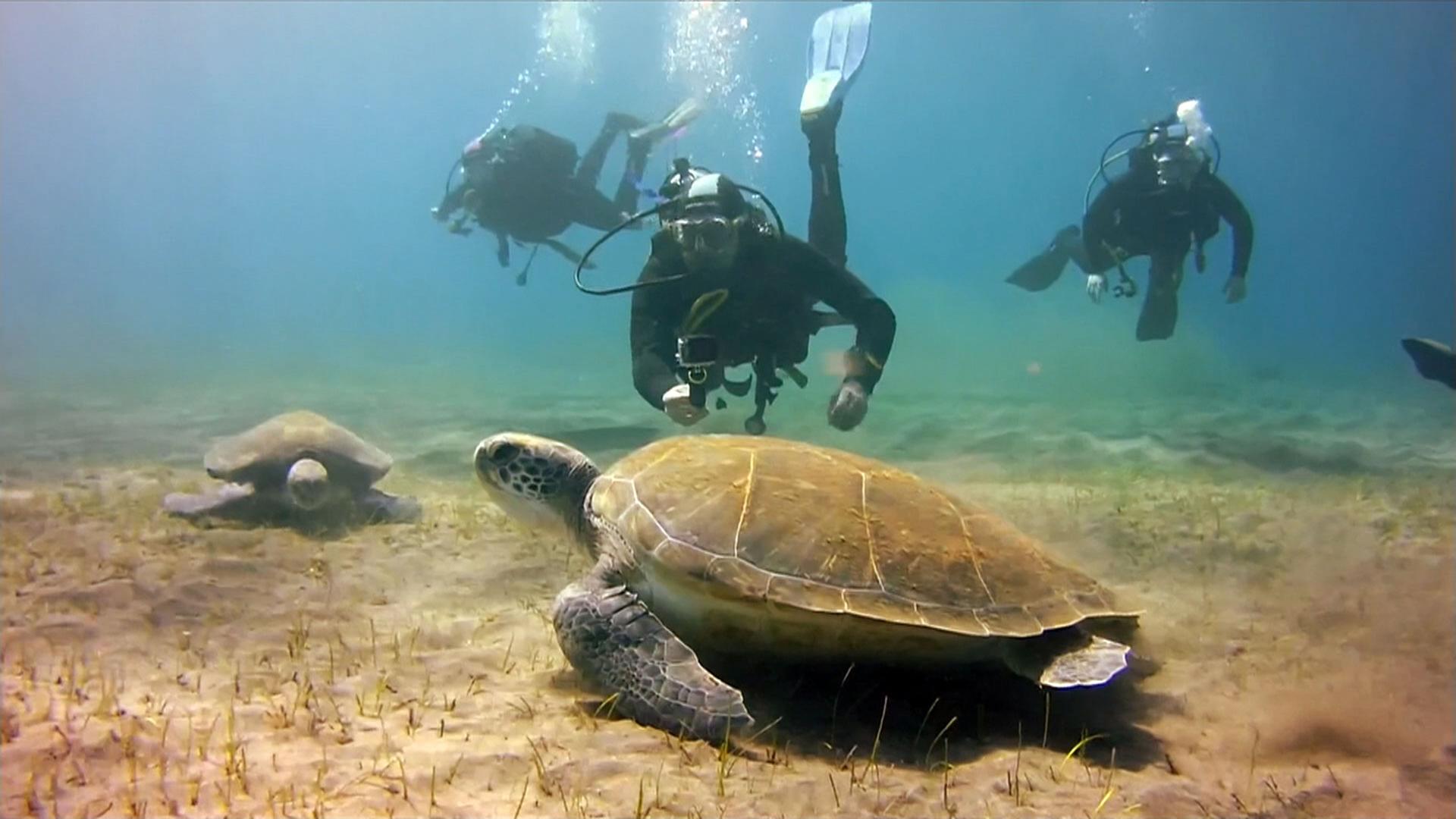Taucher auf Teneriffa und eine Schildkröte