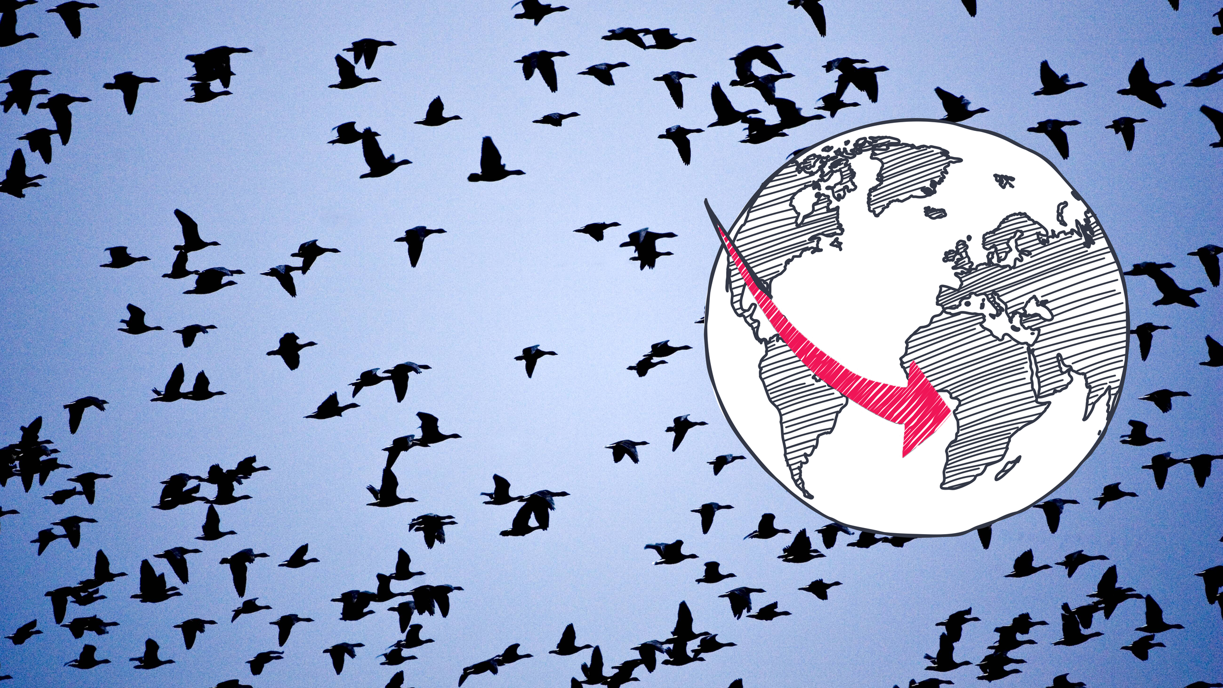 Zugvögel und Weltkugel