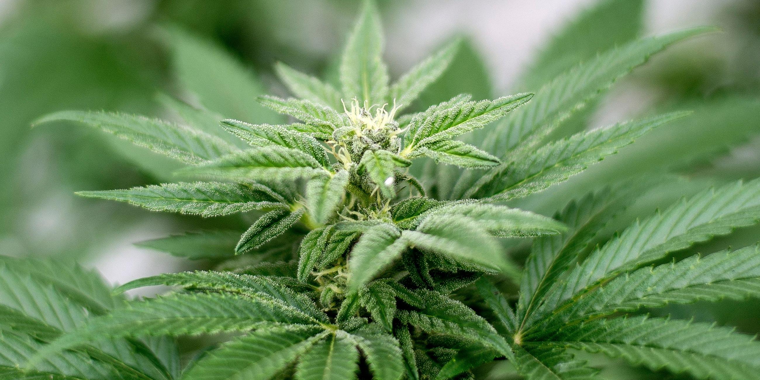 Cannabis-Pflanze