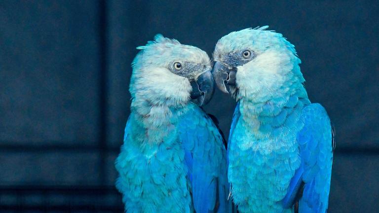 Der Spix-Ara war ursprünglich in Brasilien beheimatet.