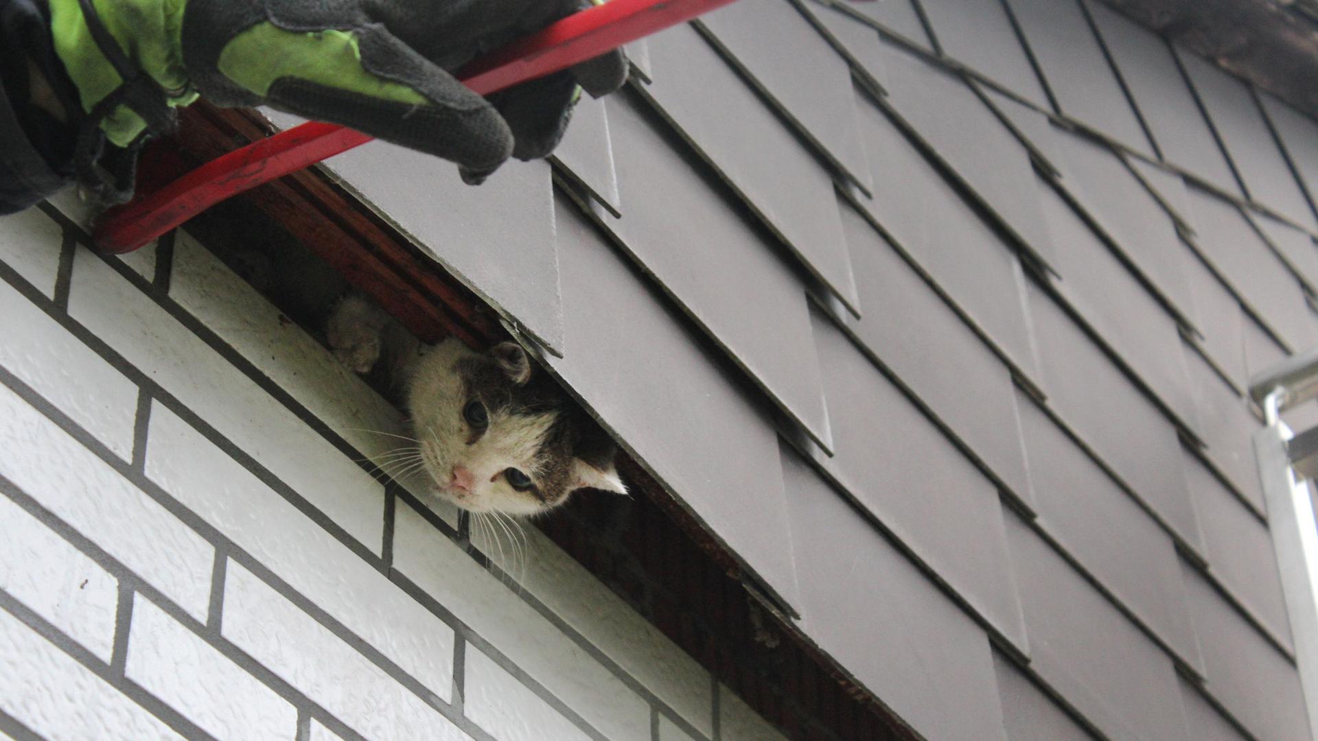 Die Katze blickt unter dem Dachvorsprung hervor.