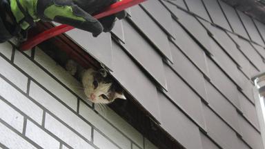 Die Katze blickt unter dem Dachvorsprung hervor.