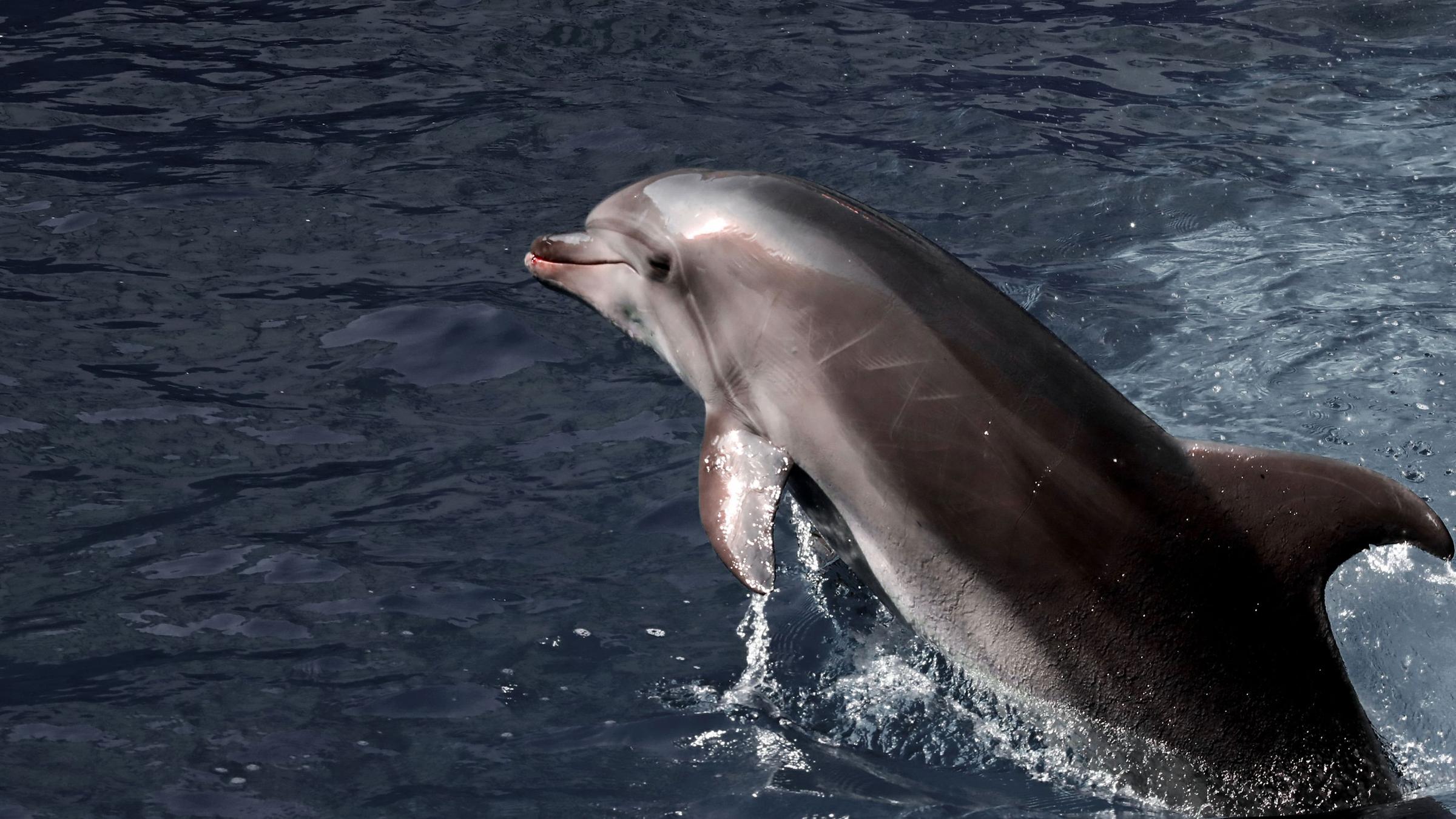 Ein Delfin. Symbolbild