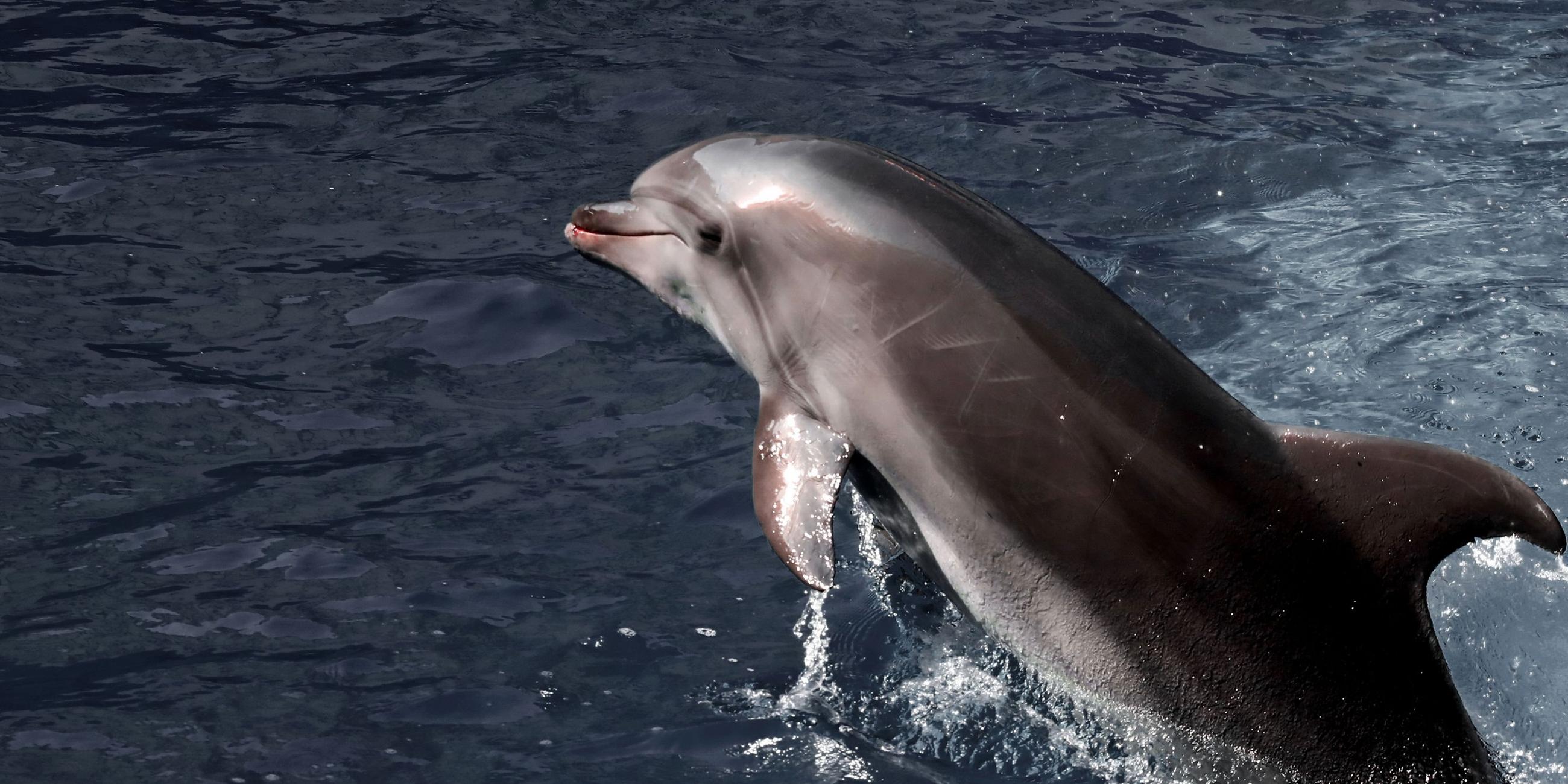 Ein Delfin. Symbolbild