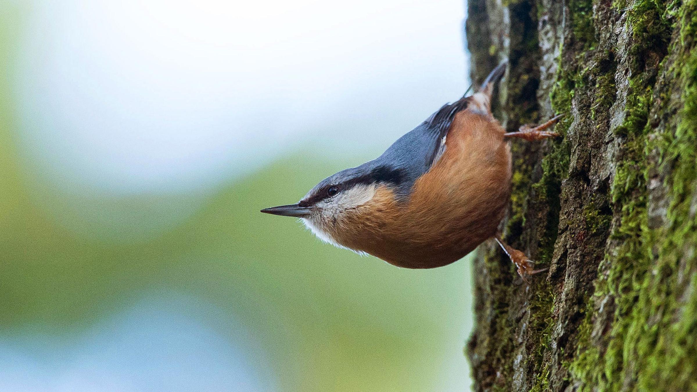 Ein Kleiber sitzt an einem Baumstamm. Symbolbild