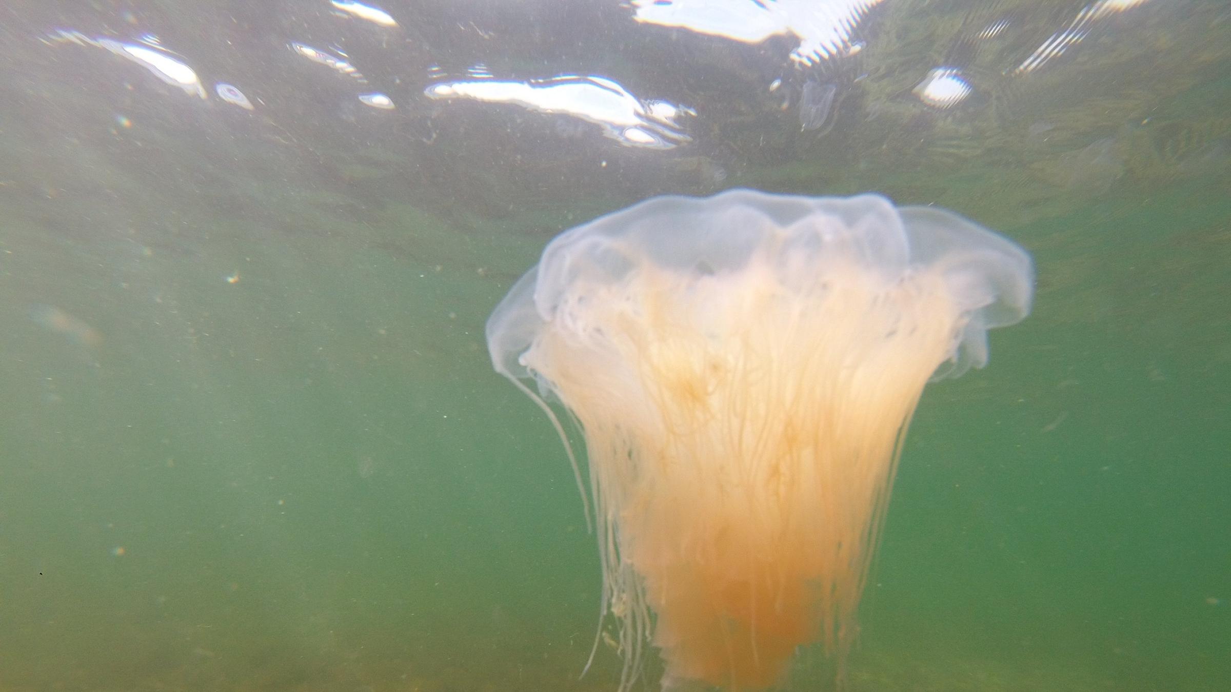 Eine Feuerqualle schwimmt vor der Lübecker Bucht im Wasser.