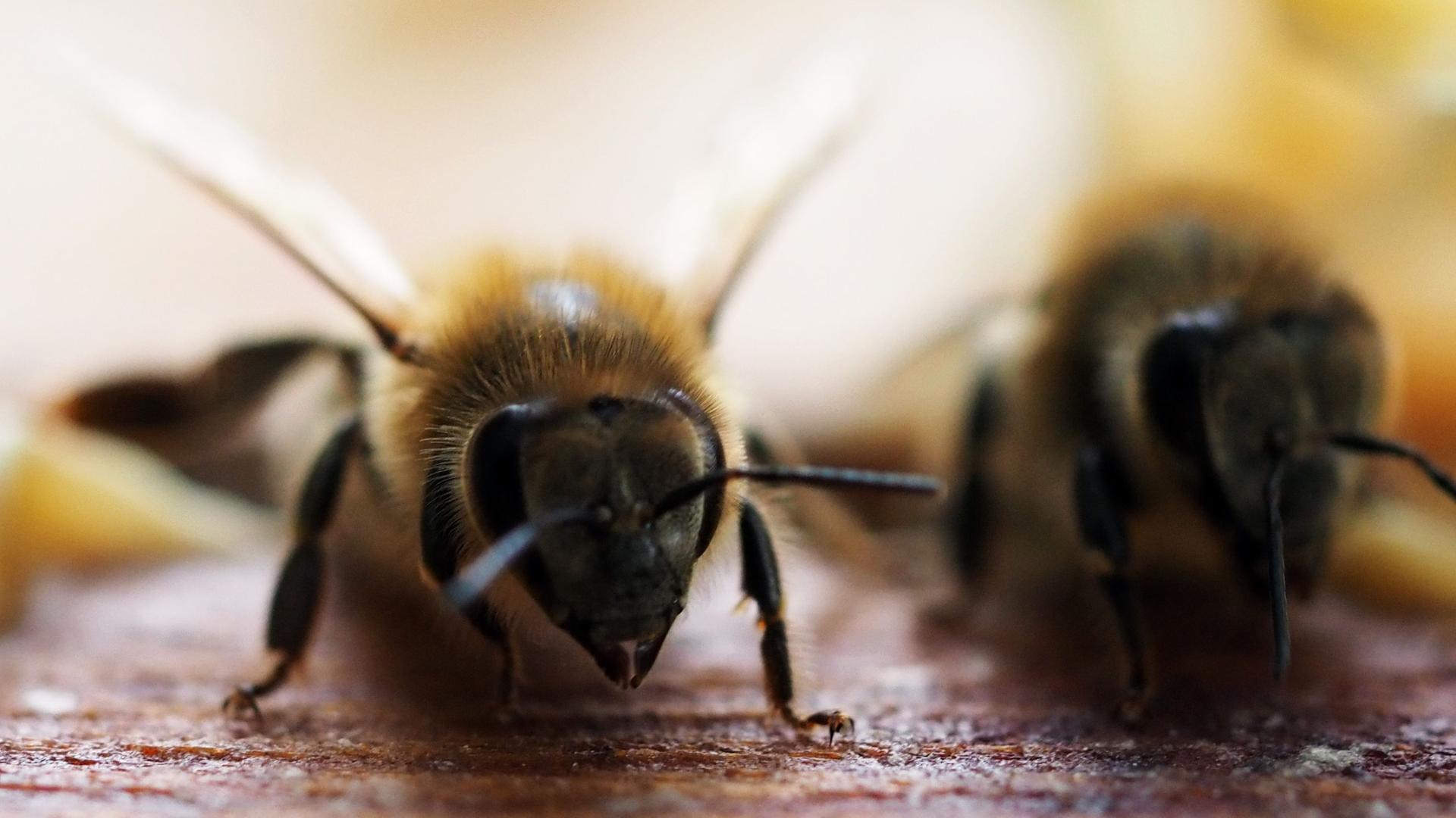 EU-Agrarminister beraten über Bienenschutz. Archivbild