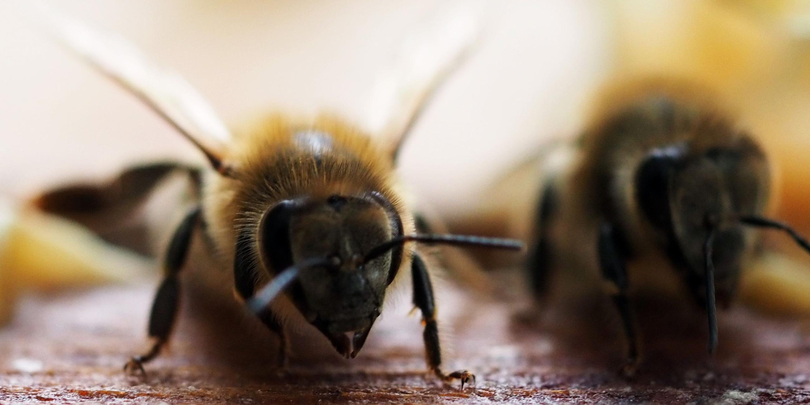 EU-Agrarminister beraten über Bienenschutz. Archivbild
