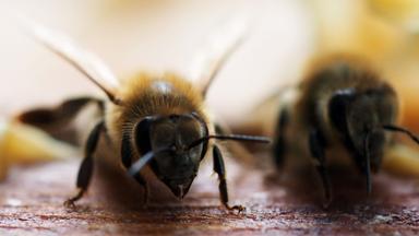 EU-Agrarminister beraten über Bienenschutz. Archivbild