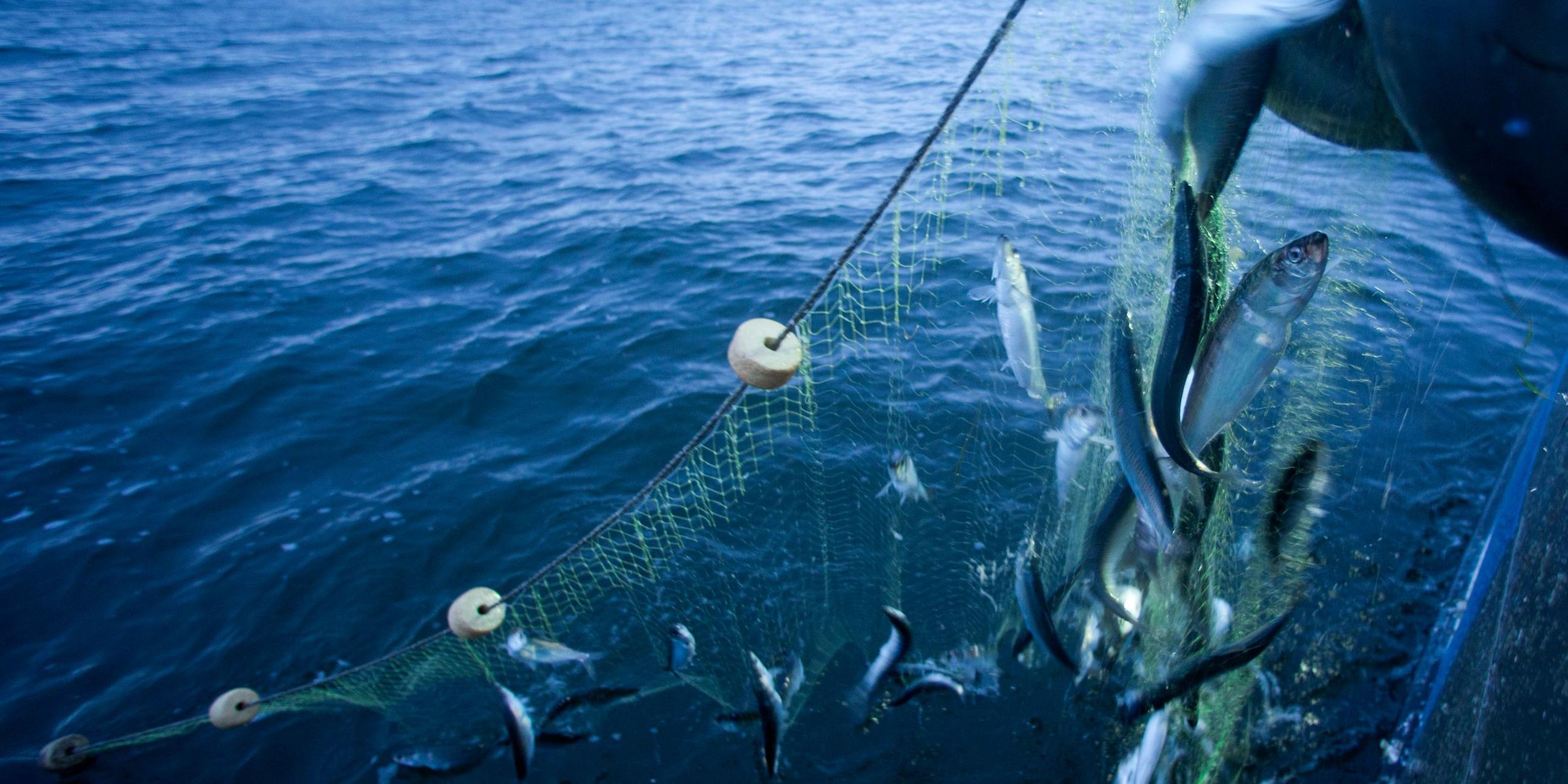 Fischfang (Symbolbild)