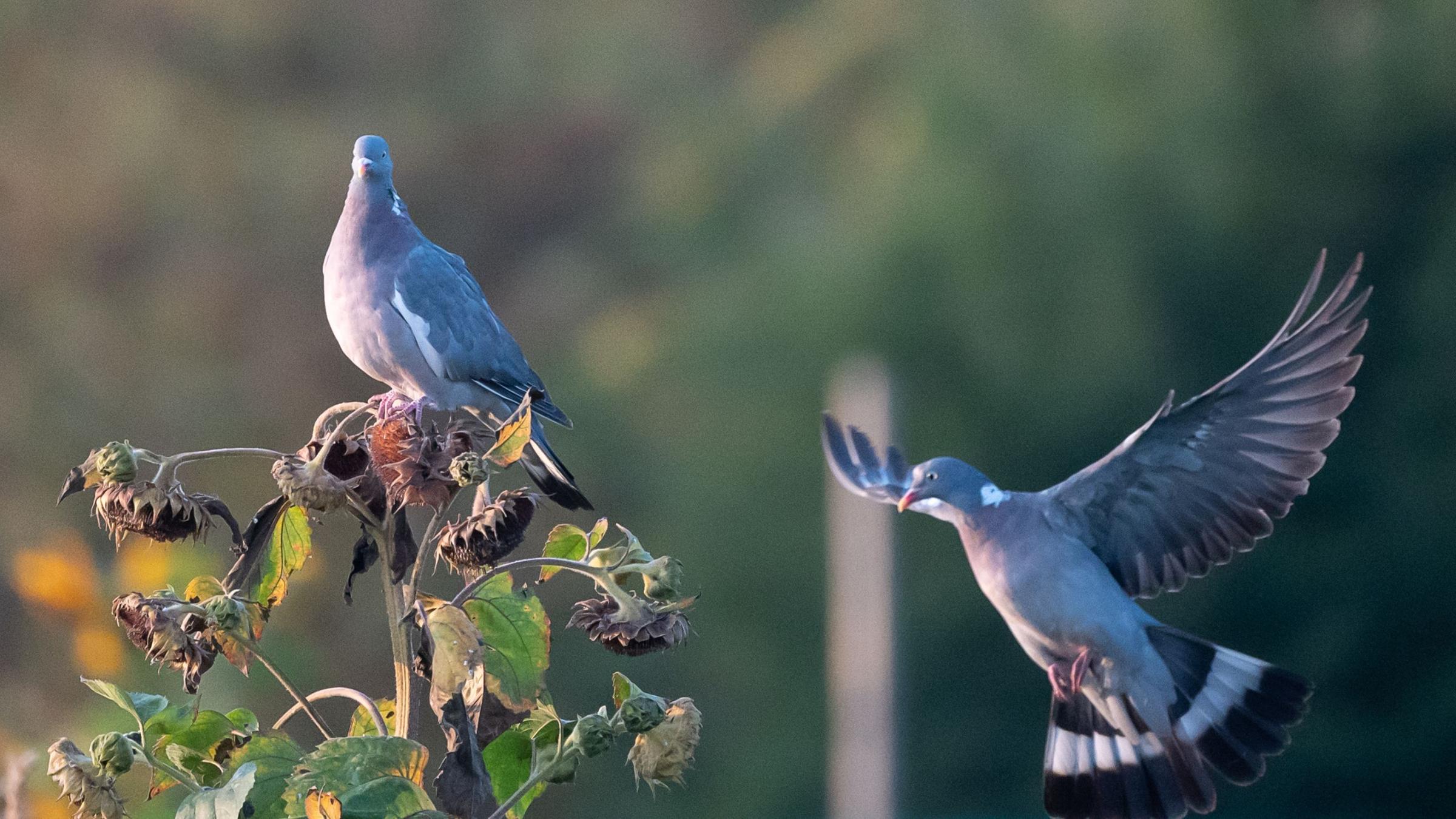 Herbstliches Wetter ist in Sicht.