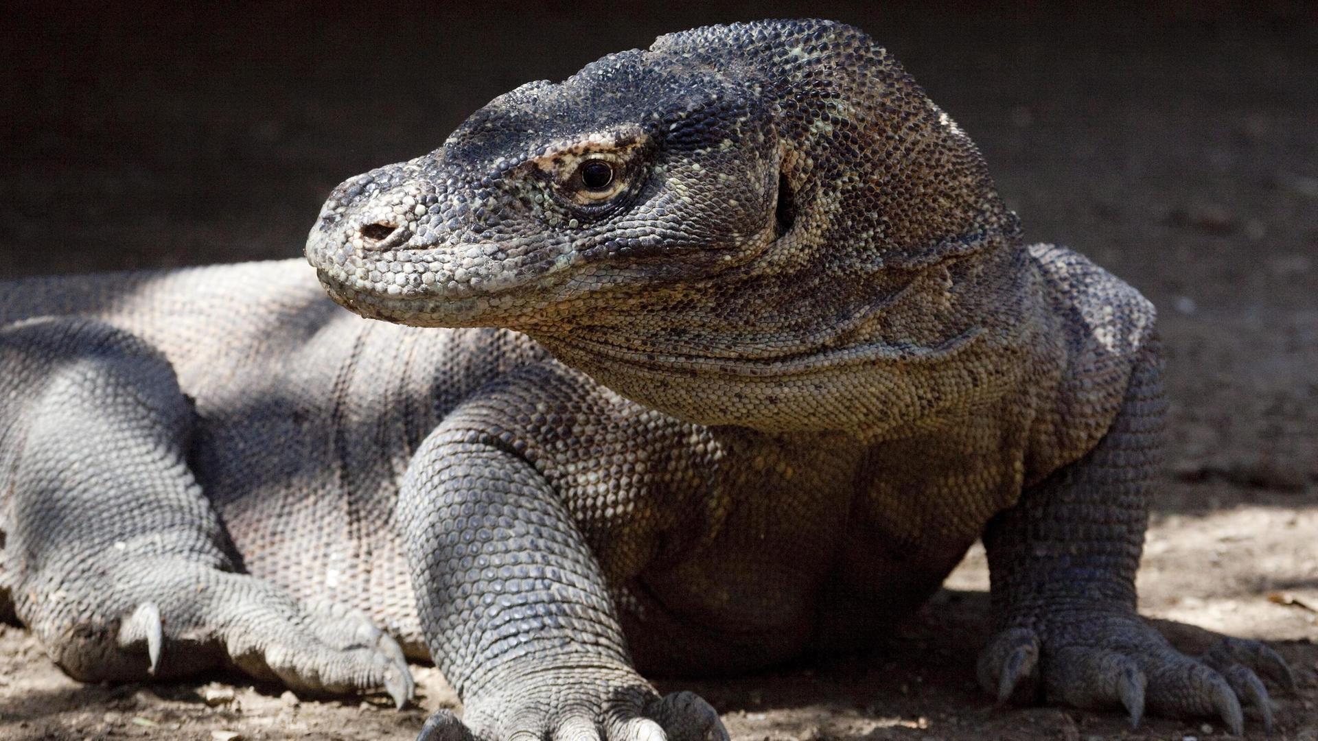 Ein Komodowaran.