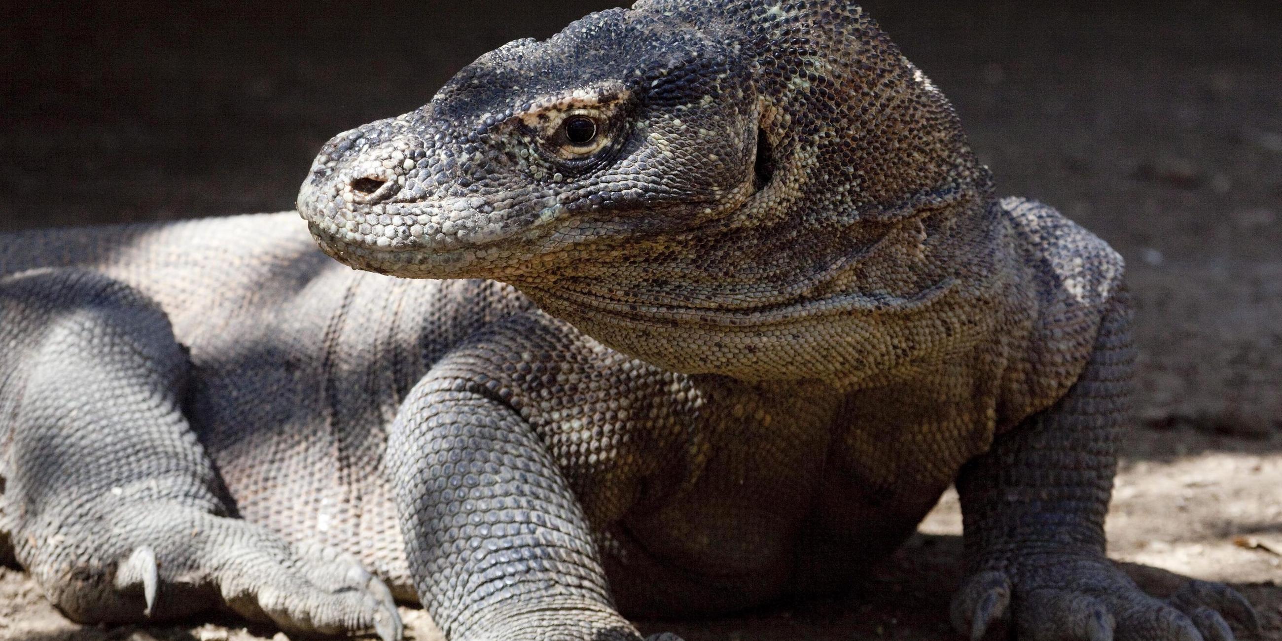 Ein Komodowaran.
