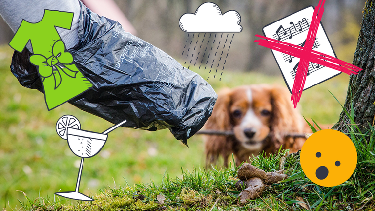 Mann greift mit einem Hundekotbeutel nach einem Hundehaufen.