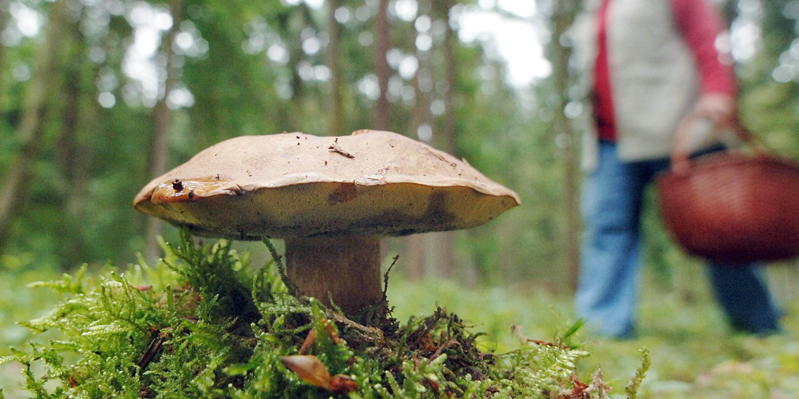 Maronenröhrling
