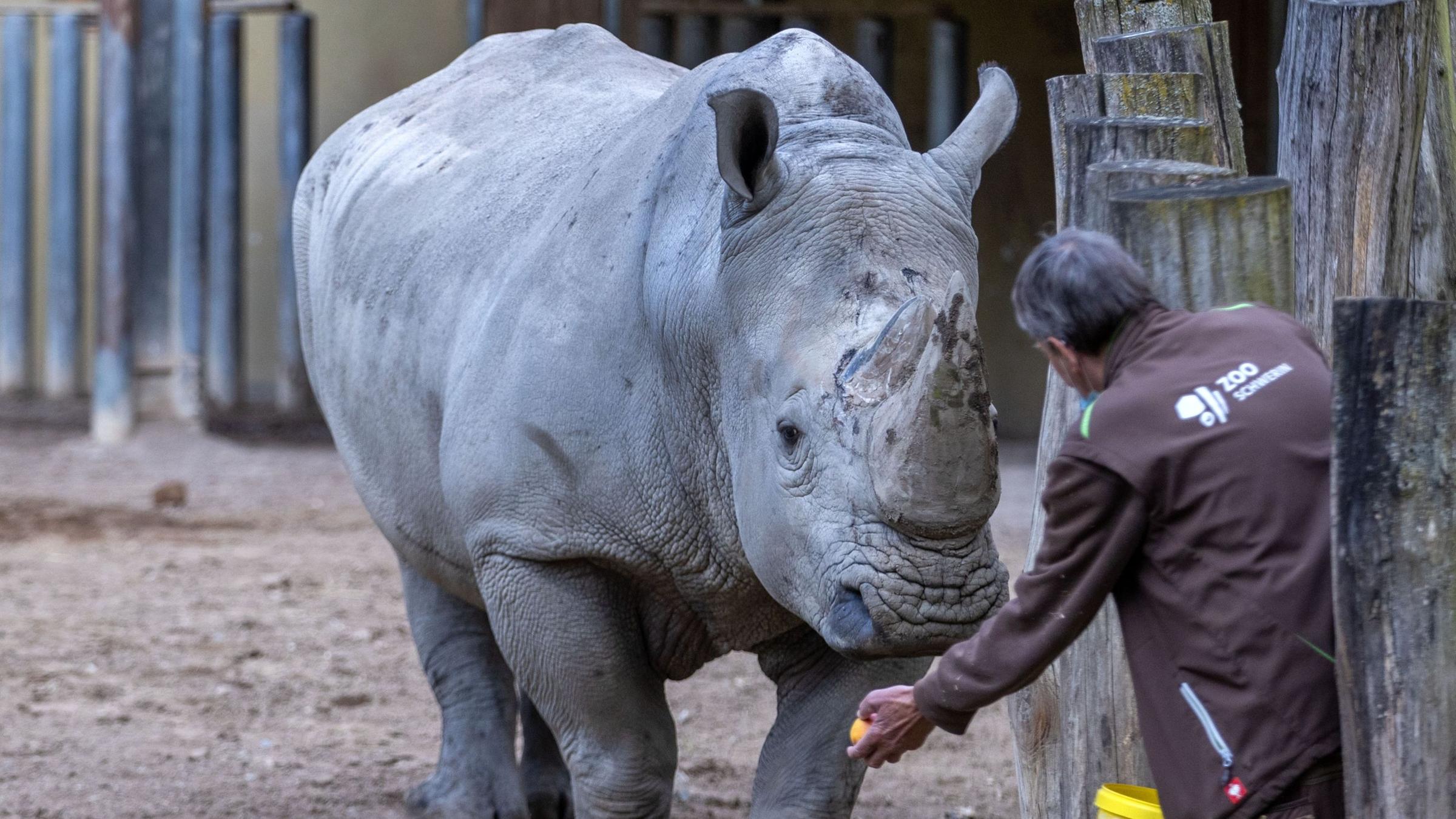 Nashorn im Zoo. Symbolbild