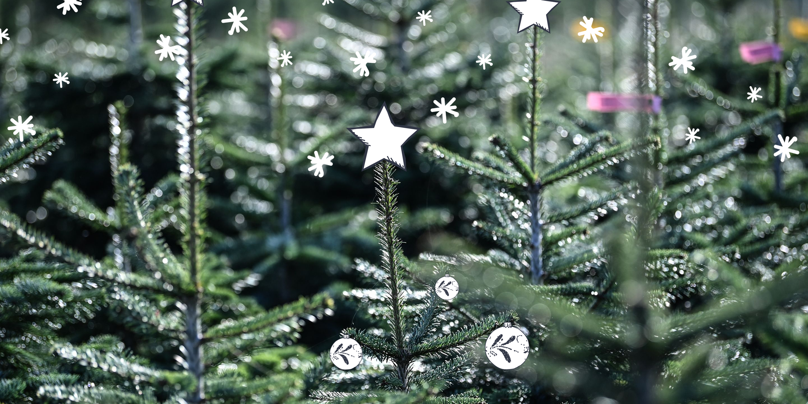 Weihnachtsbäume