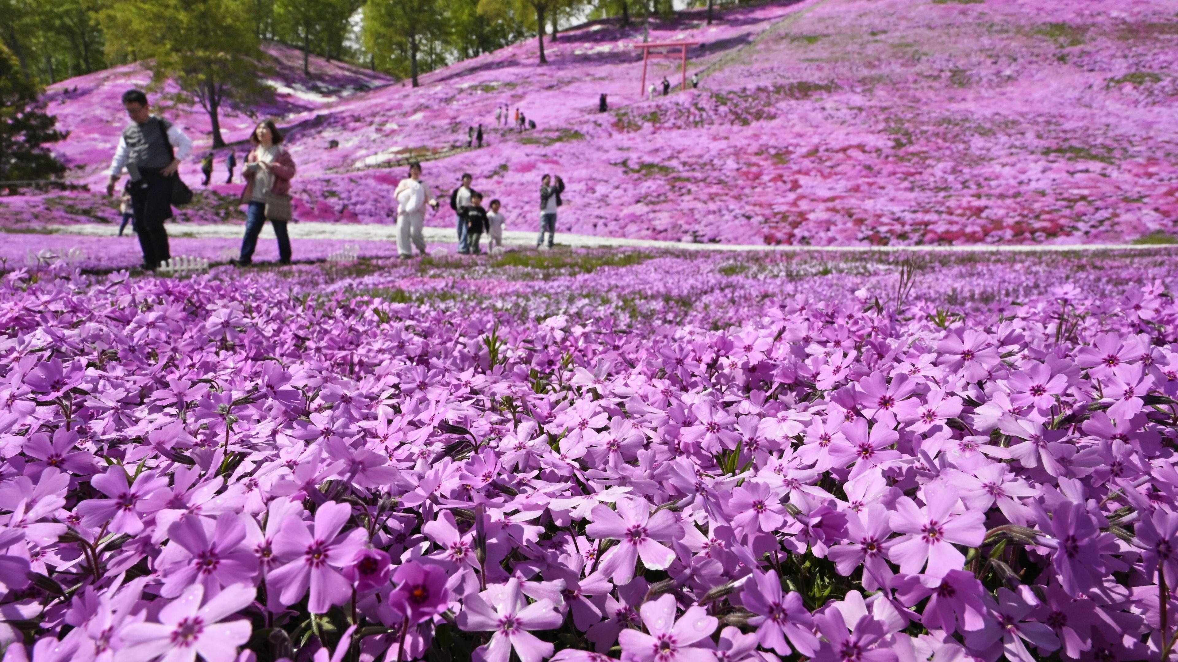 Eine Parklandschaft voller violetter Blumen