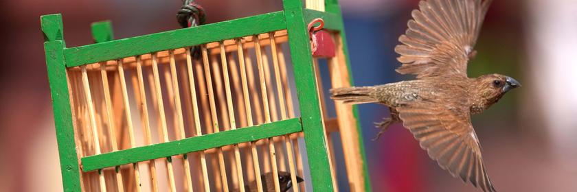 Zum chinesischen Neujahrsfest wird in Bangkok ein Vogel aus dem Käfig freigelassen – ein Brauch, der Glück bringen soll.