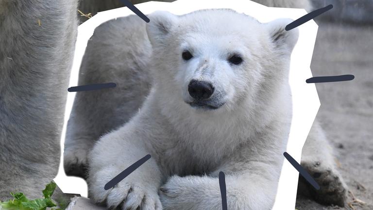 thumb eisbär karlsruhe