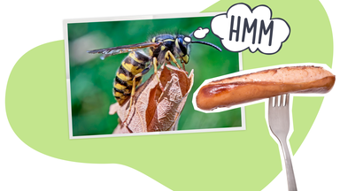 Eine Wespe und eine Wurst, die mit einer Gabel aufgepiekst wurde. 