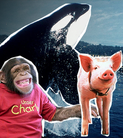 Eine Collage mit dem Affen Charly, dem Orca Haiko und dem Schweinchen Babe. 