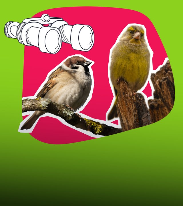 Zwei Vögel und ein Fernglas 